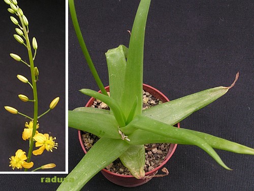 Bulbine sp., RSA, Blouhuis.jpg