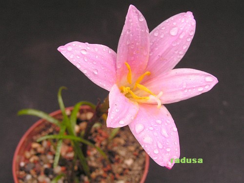 Zephyranthes taubertii, Cuba   JM.jpg