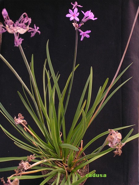 Tulbaghia violacea   JM.jpg