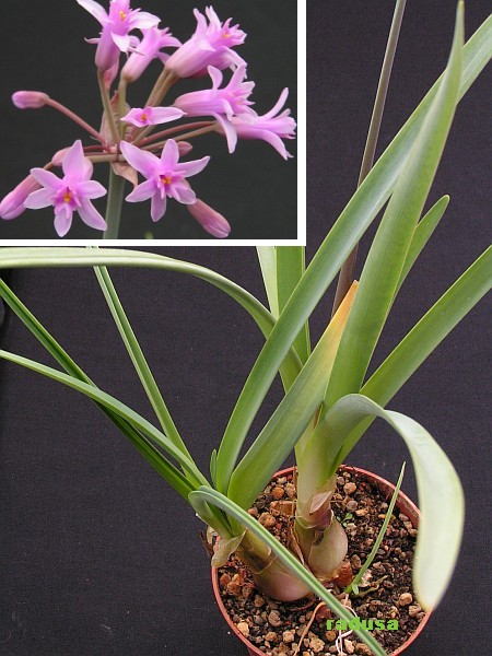 Tulbaghia simmleri   JM.jpg