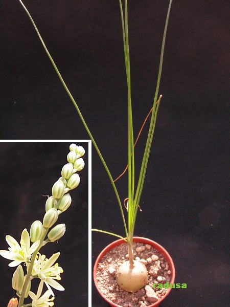 Ornithogalum juncifolium, RSA, Mortimer   JM.jpg