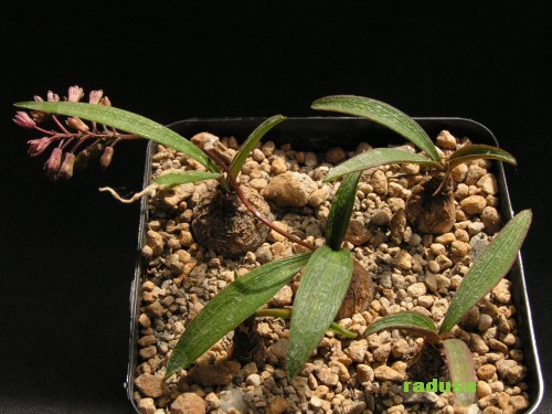 Ledebouria rupestris.jpg