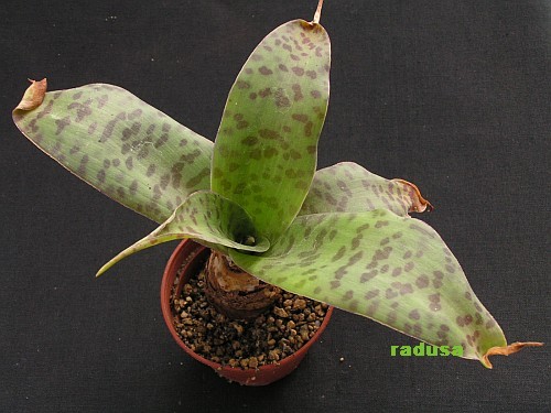 Ledebouria sp. RSA, Blink Water.jpg