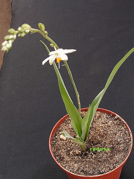 Echeandia sp., Mexico, Durango.jpg