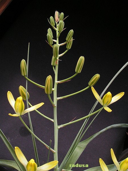 Albuca rupestris.jpg