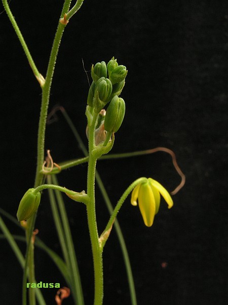 Albuca shawii.jpg