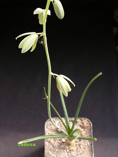 Albuca sp., Kenya   JM.jpg