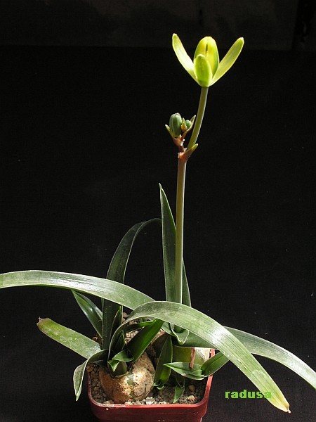 Albuca sp., RSA, Perseverance   JM.jpg