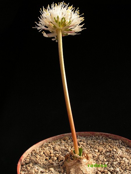 Haemanthus sp.   JM.jpg