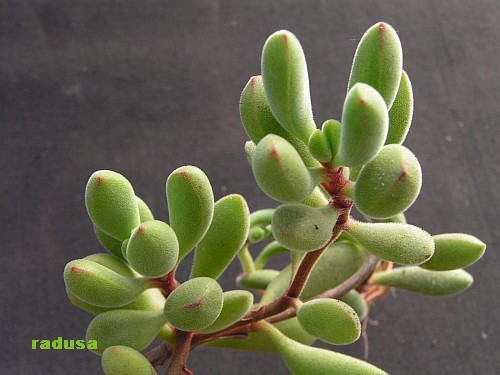 Crassula aff.rogersii.jpg