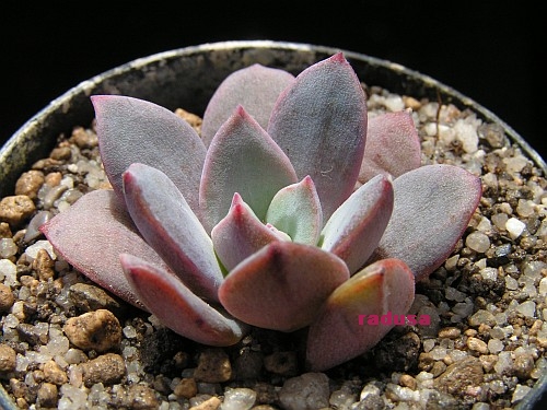 Echeveria oreophila, RM286.jpg