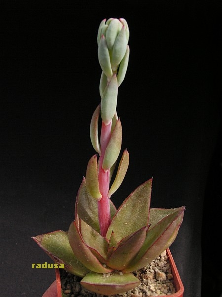 Echeveria peruviana, Argentina,Salta, Iruya.jpg