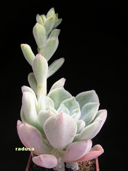 Echeveria pulvinata cv. Frosty.jpg