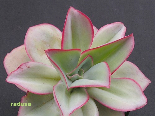 Echeveria subrigida.jpg