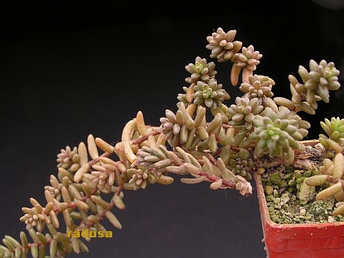 Sedum aff.jujuyense, Argentina, Quebrada de Escoipe.jpg