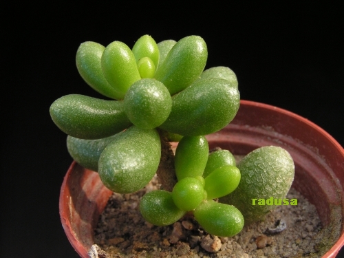 Sedum hernandezii.jpg