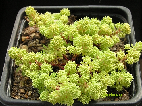 Sedum hispanicum.jpg