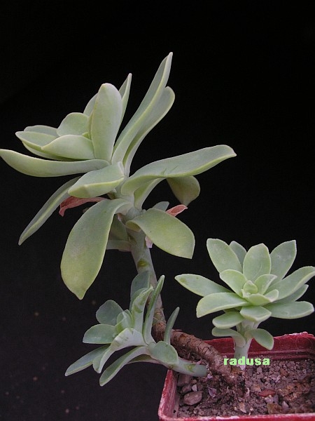 Sedum palmeri.jpg