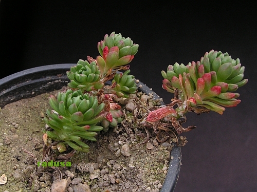 Sedum stenopetalum.jpg