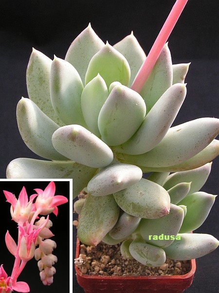 Pachyphytum glutinicaule .jpg