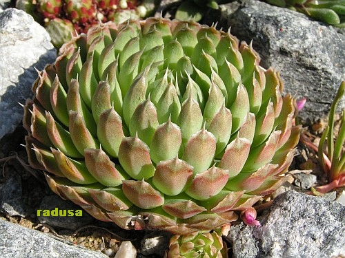 Orostachys spinosa.jpg