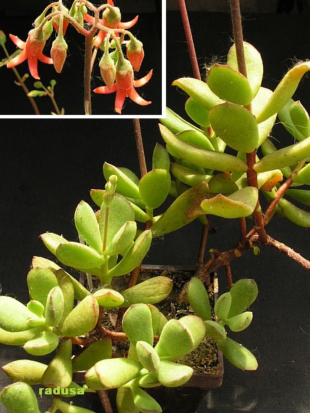 Cotyledon eliseae 1.jpg