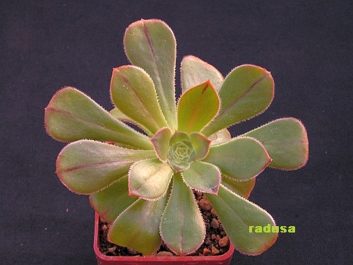 Aeonium arboreum.jpg