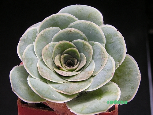 Aeonium aureum, Gran Canaria, near Tenteniguada.jpg