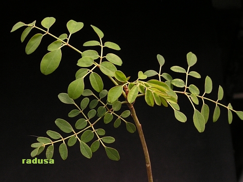 Moringa sp..jpg