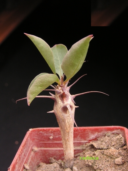 Fouquieria burragei.jpg