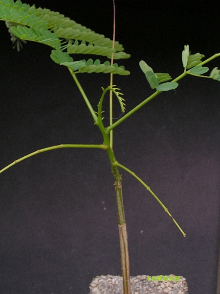 Delonix regia.jpg