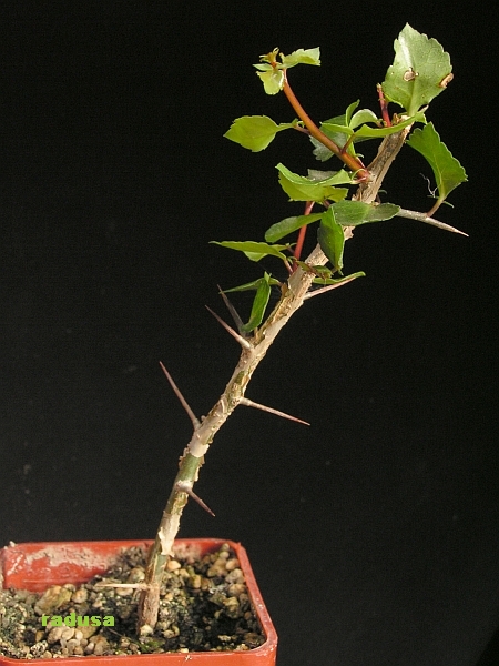 Commiphora simplicifolia.jpg