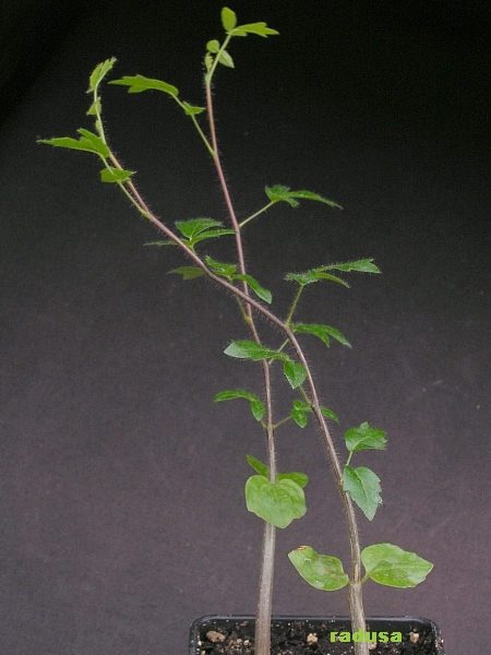 Commiphora sp., Madagascar, Itampolo.jpg