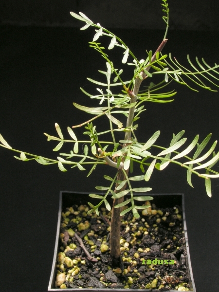 Bursera microphylla.jpg