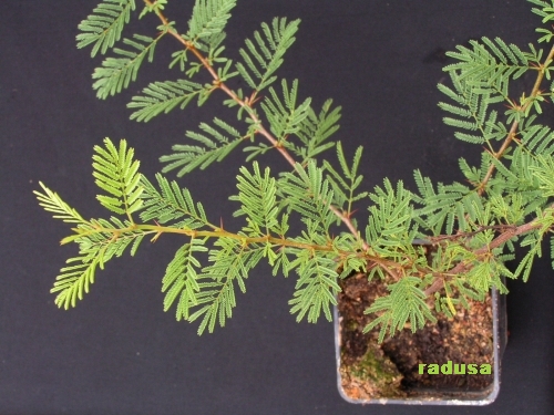 Acacia sp., Argentina, Lago san Roque.jpg