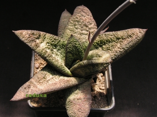 Gasteria batesiana.jpg