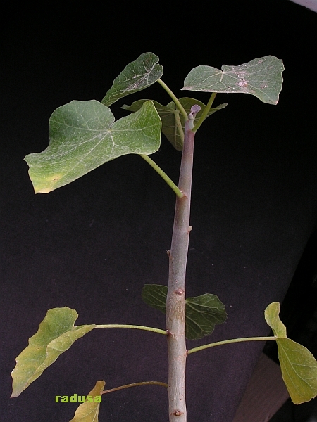 Jatropha cinerea.jpg