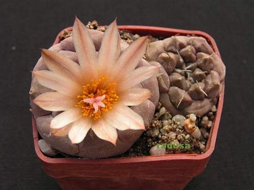 Turbinicarpus jauernigii 2.jpg