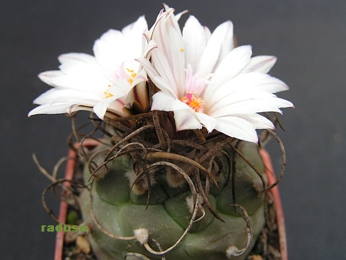 Turbinicarpus macrochele.jpg