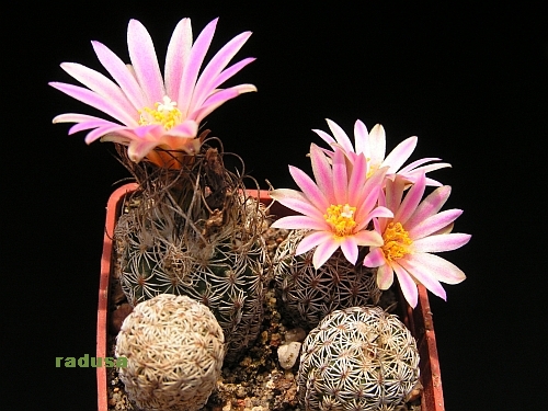 Turbinicarpus pseudomacrochele v.lausseri.jpg