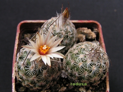 Turbinicarpus schmiedickeanus v.dickinsoniae 2.jpg