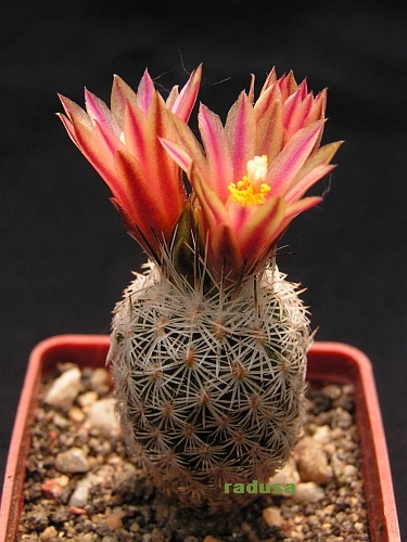 Turbinicarpus subterraneus.jpg