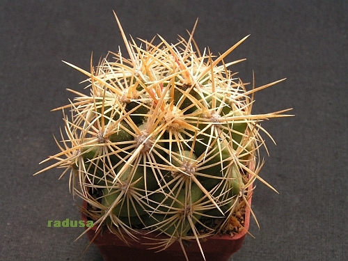 Thelocactus bicolor 2.jpg