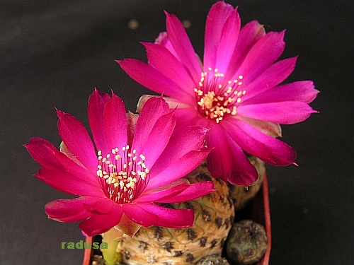 Sulcorebutia rauchii.jpg