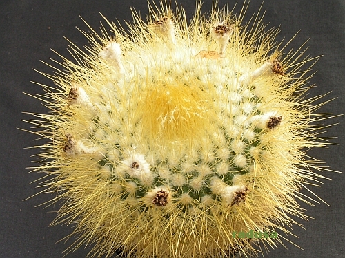 Parodia chrysacanthion.jpg