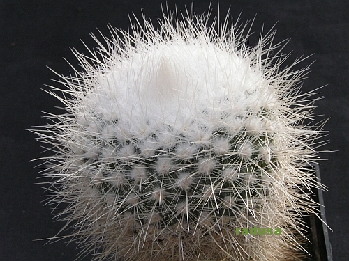 Parodia nivosa.jpg