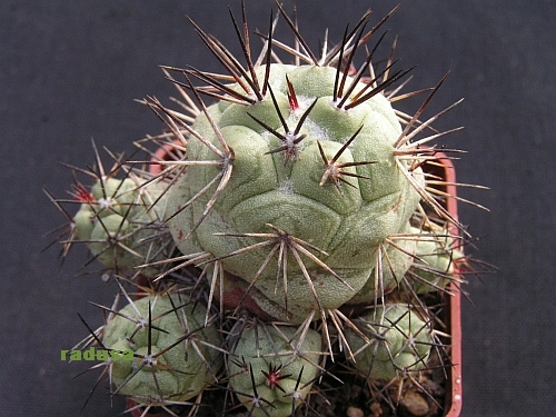 Ortegocactus macdougalii.jpg