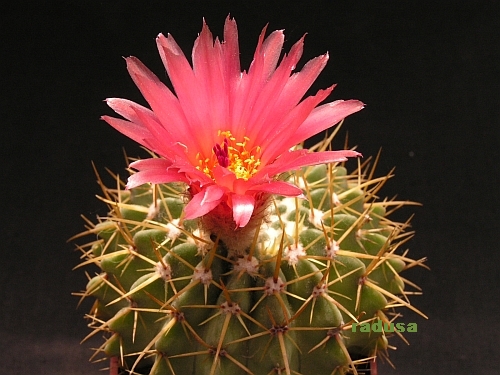 Notocactus buiningii.jpg