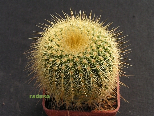 Notocactus leninghausii.jpg