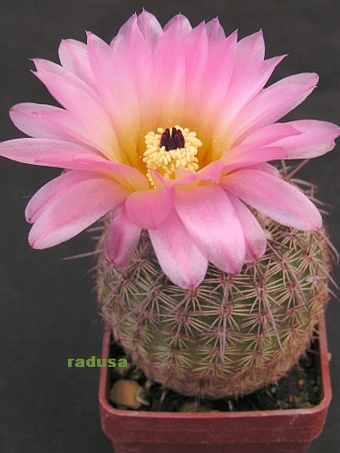 Notocactus rutilans.jpg